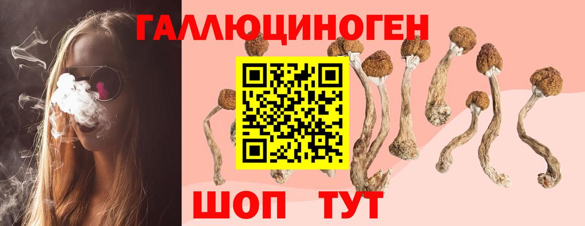 Галлюциногенные грибы Psilocybe  Вход с VPN  Россия 